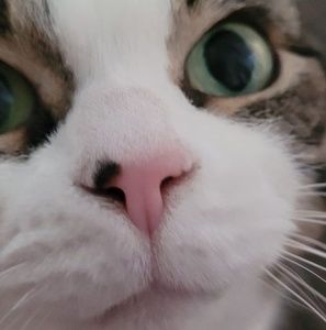 Meet your Posher, Hazel